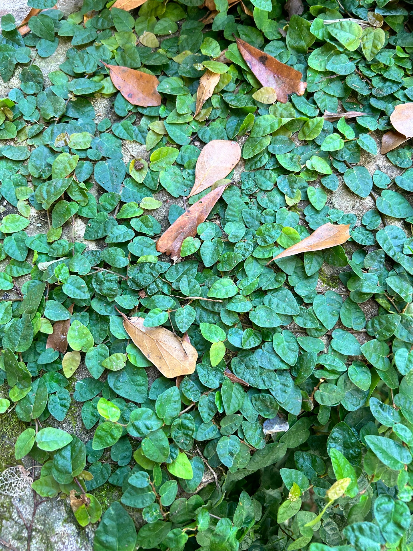 Asiatic Jasmine 1 Gallon Installation/Plantings