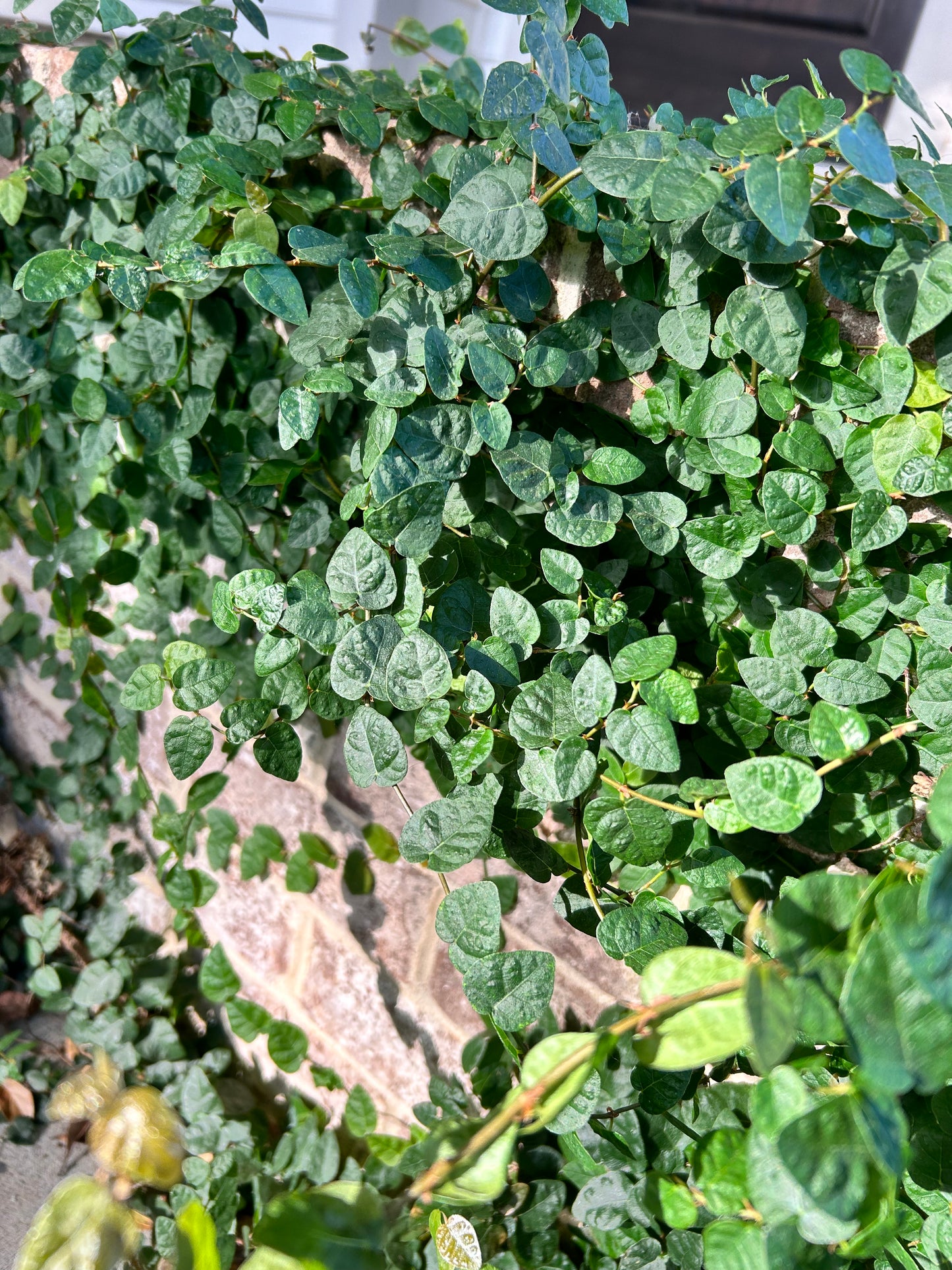 Asiatic Jasmine 1 Gallon Installation/Plantings