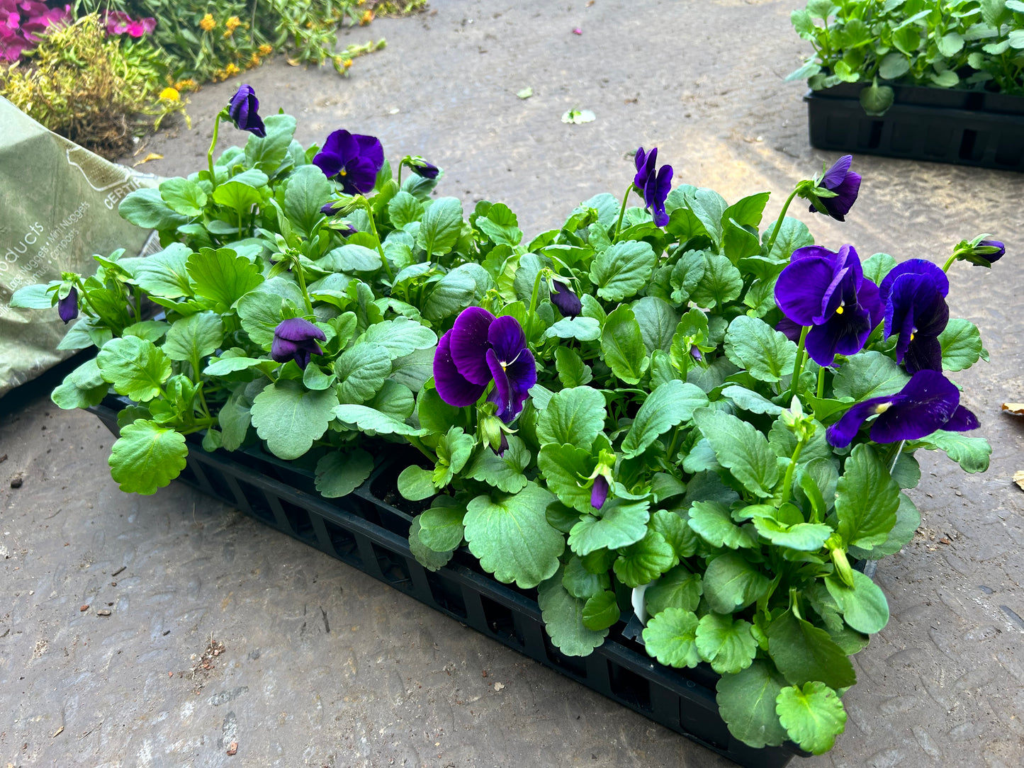 Flats Matrix Pansy Installation /Seasonal Landscape Flowers