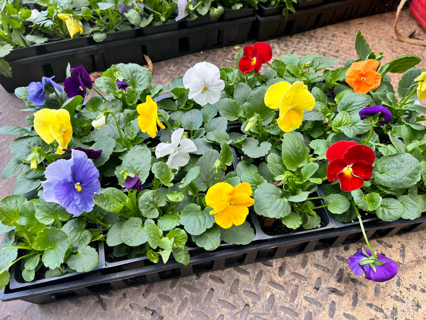 Flats Matrix Pansy Installation /Seasonal Landscape Flowers