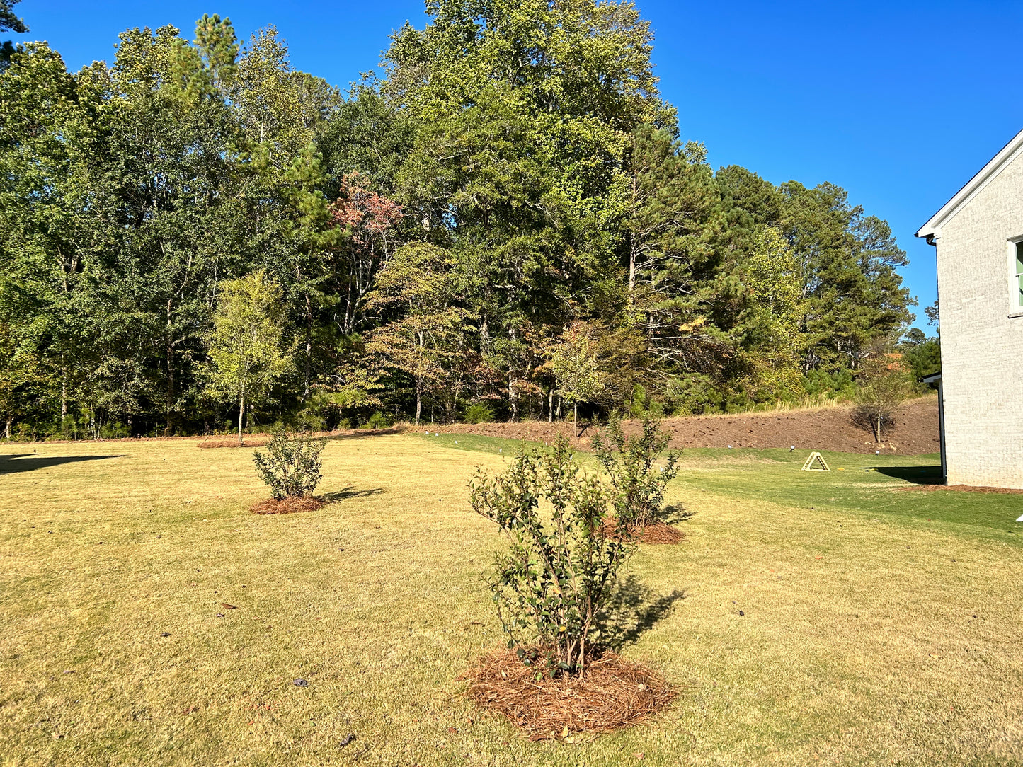 TUSCARORA CRAPE MYRTLE 15 Gallon Installation /Tree