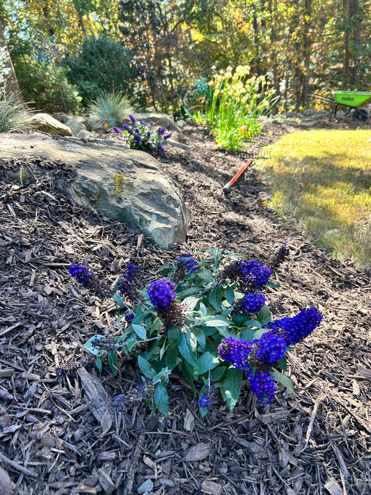 Butterfly Bush  1 to 3 Gallon Installation/Plantings