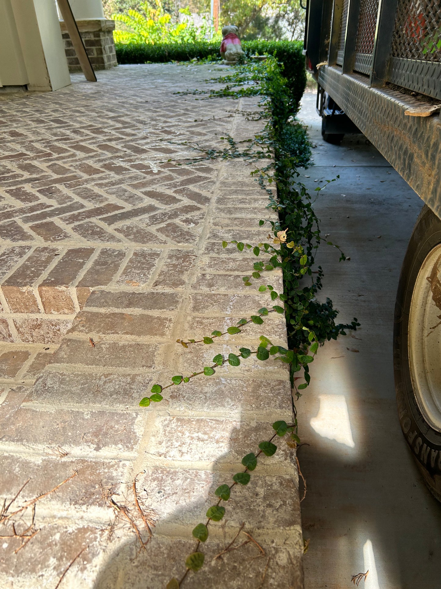 Asiatic Jasmine 1 Gallon Installation/Plantings