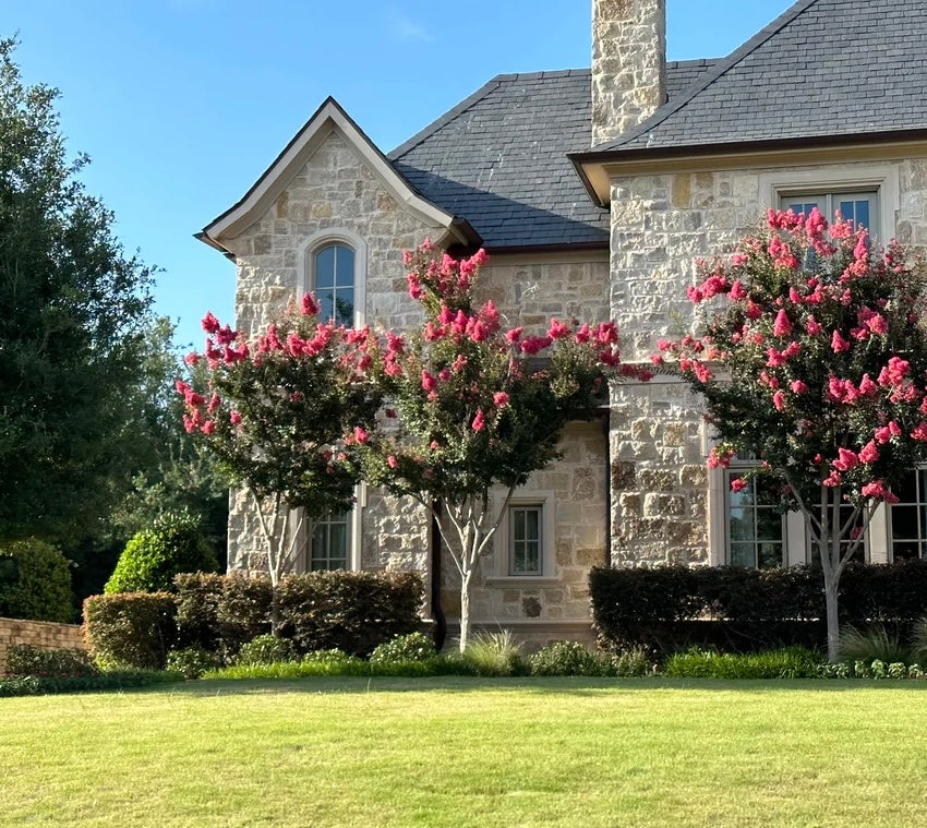 TUSCARORA CRAPE MYRTLE 15 Gallon Installation /Tree