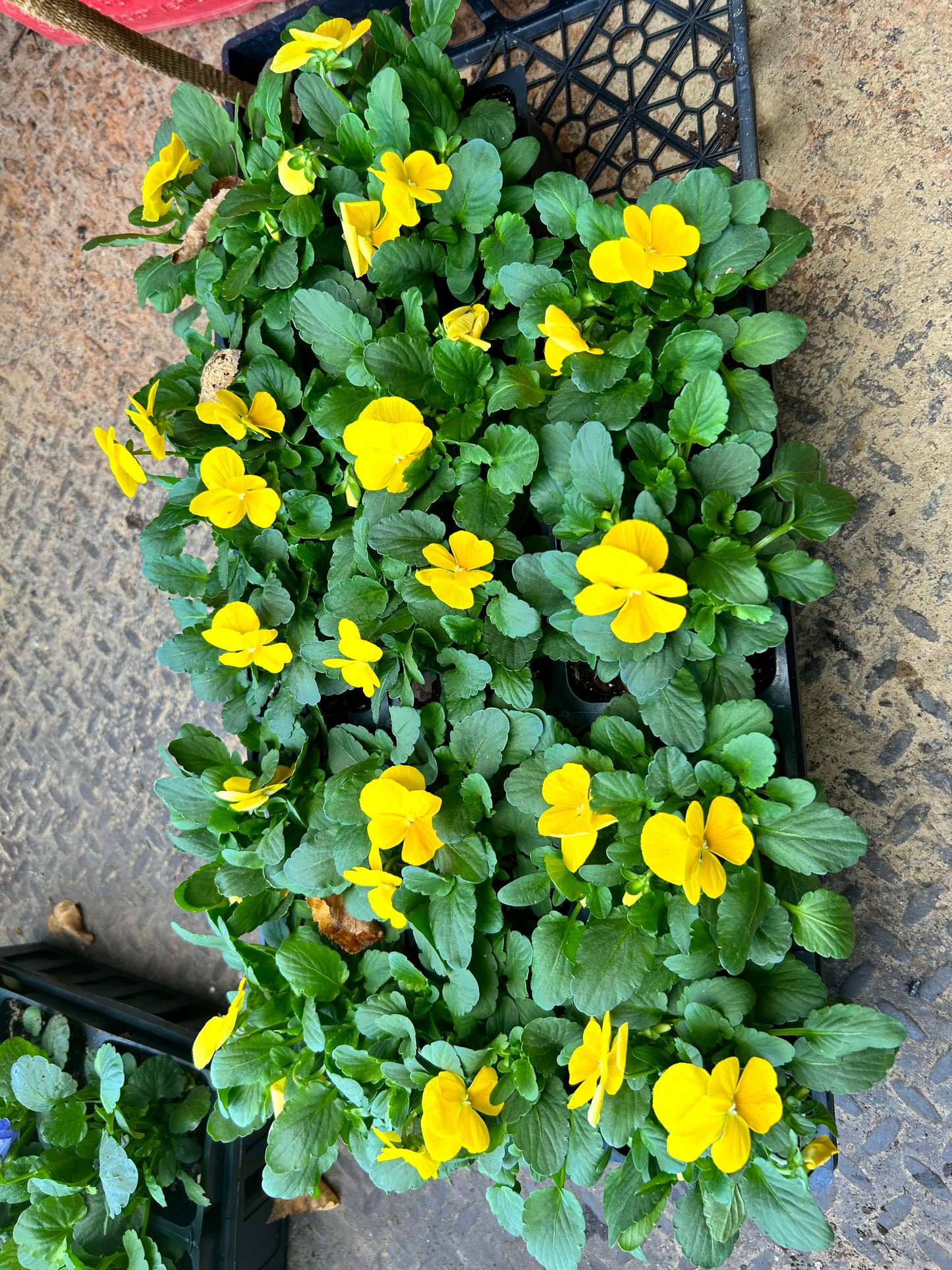 Flats Penny Viola Installation /Seasonal Landscape Flowers