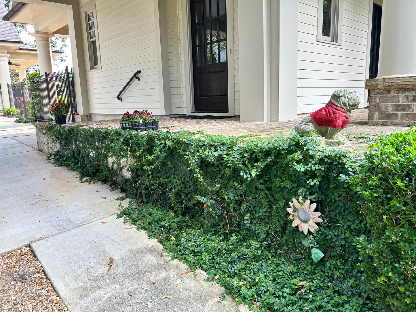 1Gal Asiatic Jasmine Snow-N-Summer Installation/Plantings