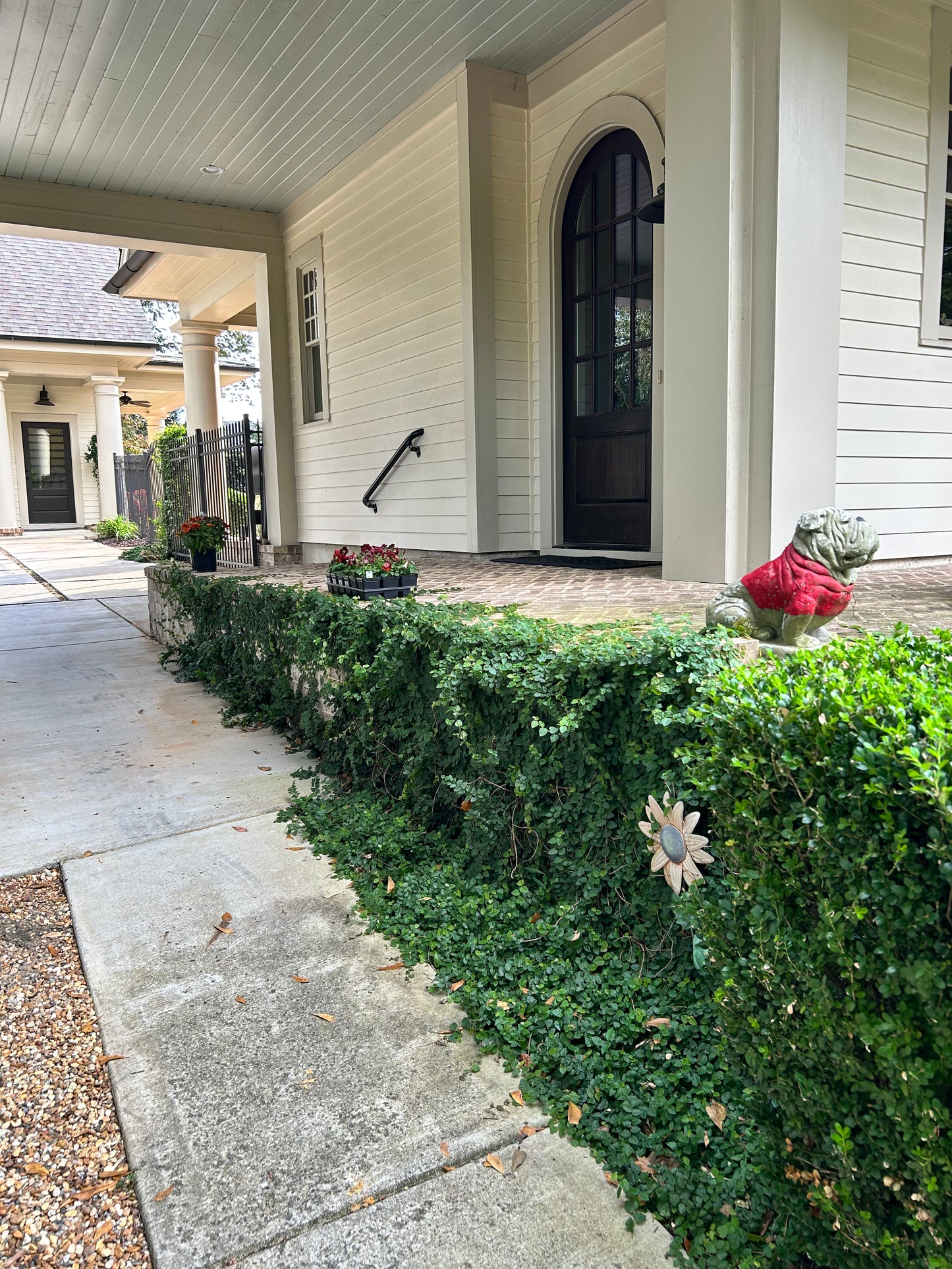 1Gal Asiatic Jasmine Snow-N-Summer Installation/Plantings