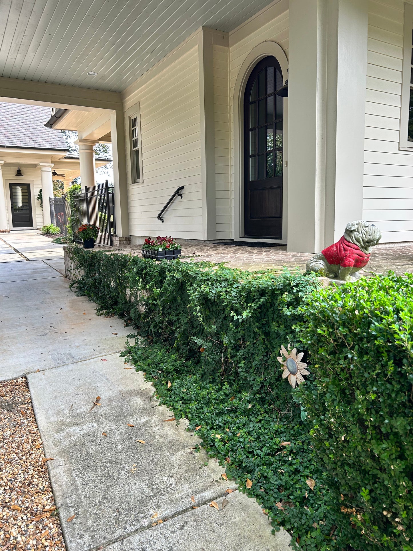 Asiatic Jasmine 1 Gallon Installation/Plantings