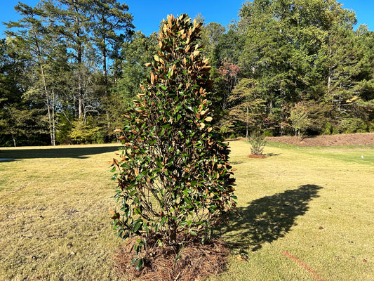 Little Gem Magnolia 6 to 8 ft Height Ball and Burlap Installation/Tree