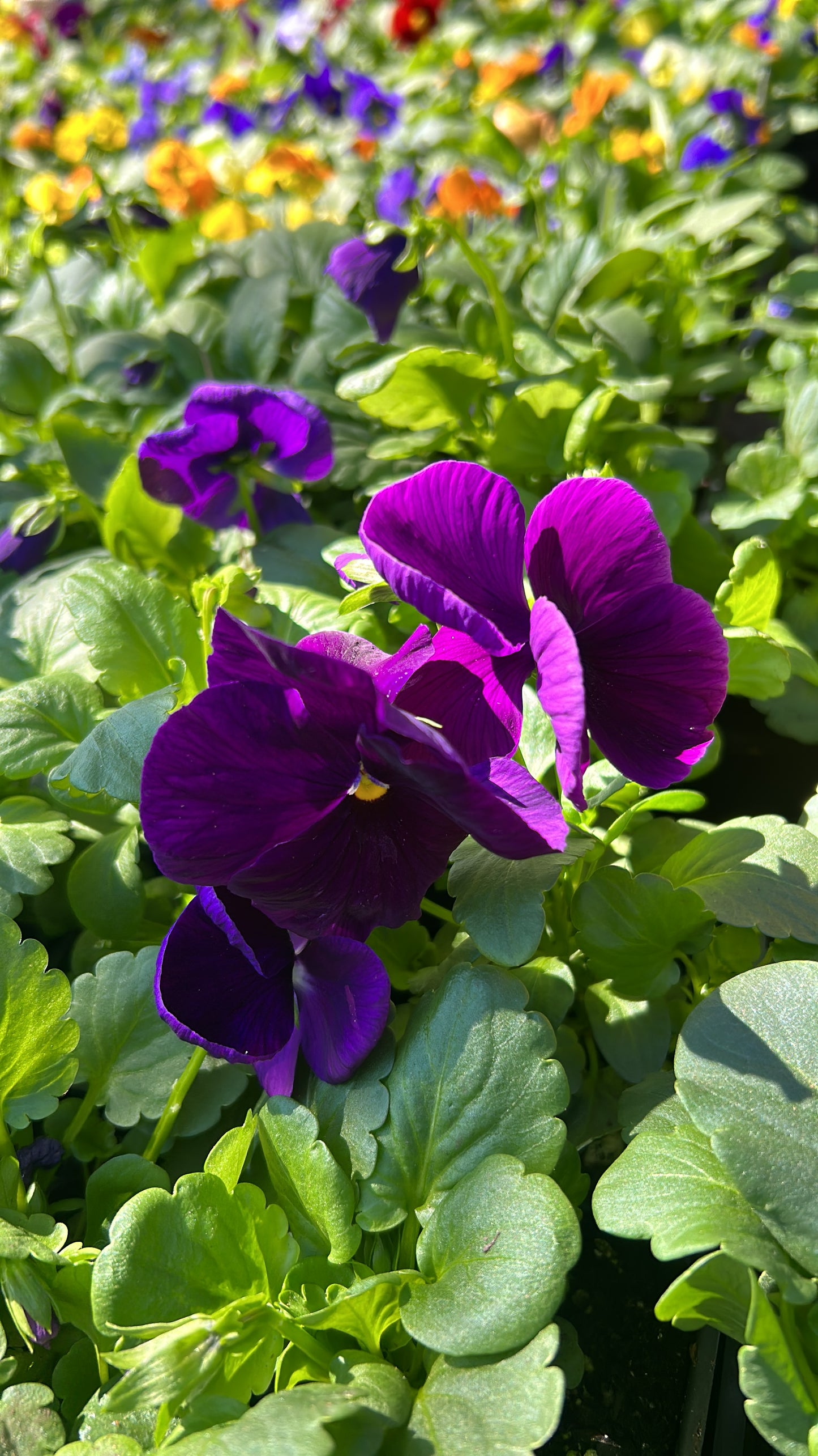 Flats Matrix Pansy Installation /Seasonal Landscape Flowers