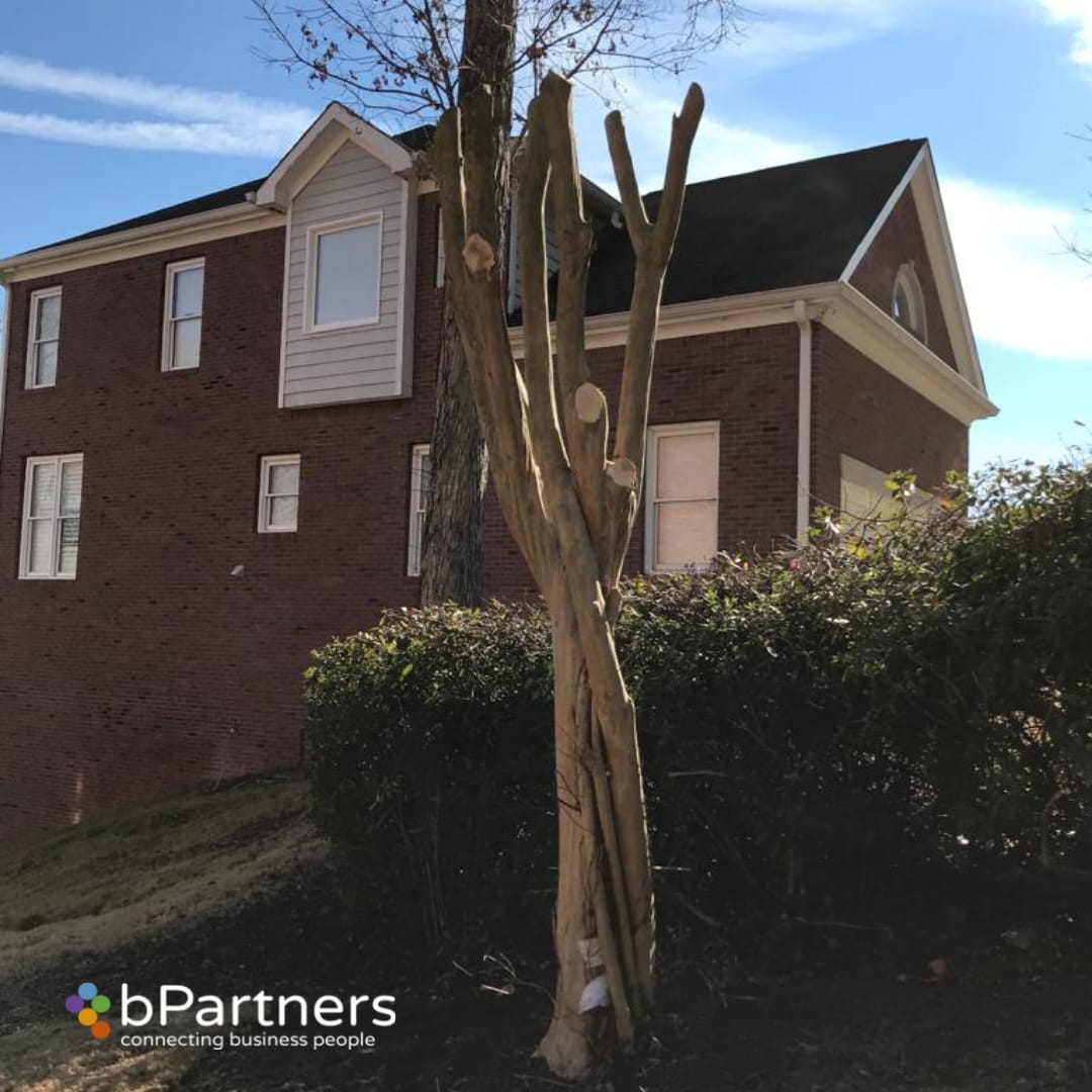 Large Crape Myrtles Maintenance/Cut