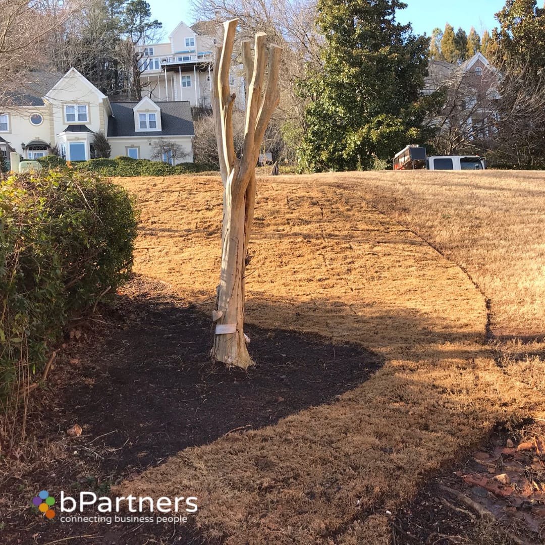 Medium Crape Myrtles Maintenance/Cut