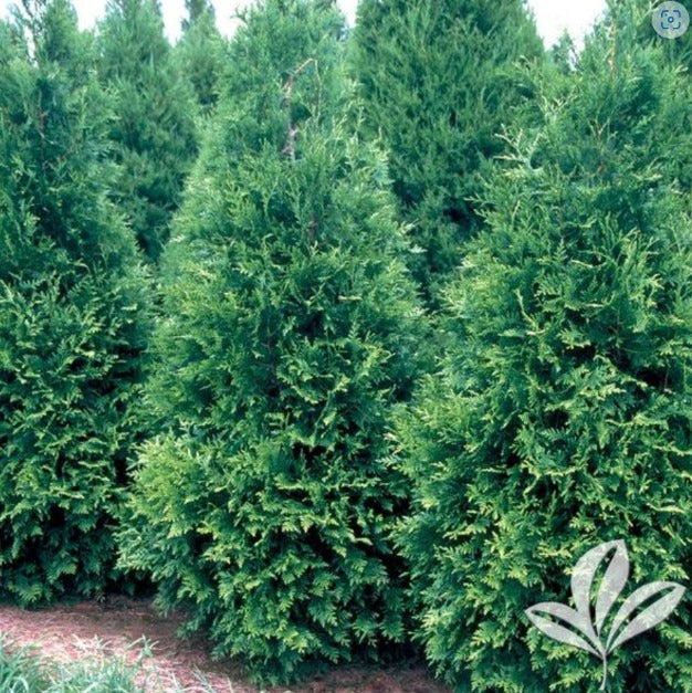 GREEN GIANT ARBORVITAE 15 Gallon Installation/Tree