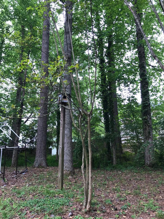 Small Crape Myrtles Maintenance/Cut