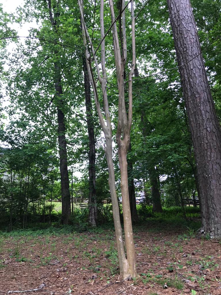 Large Crape Myrtles Maintenance/Cut