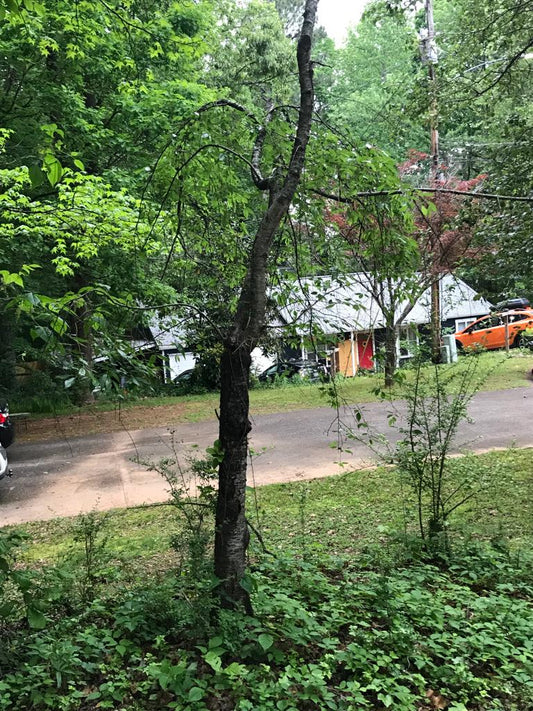 Cut Down Small Tree Landscapes/Maintenance/Tree/Cut Down
