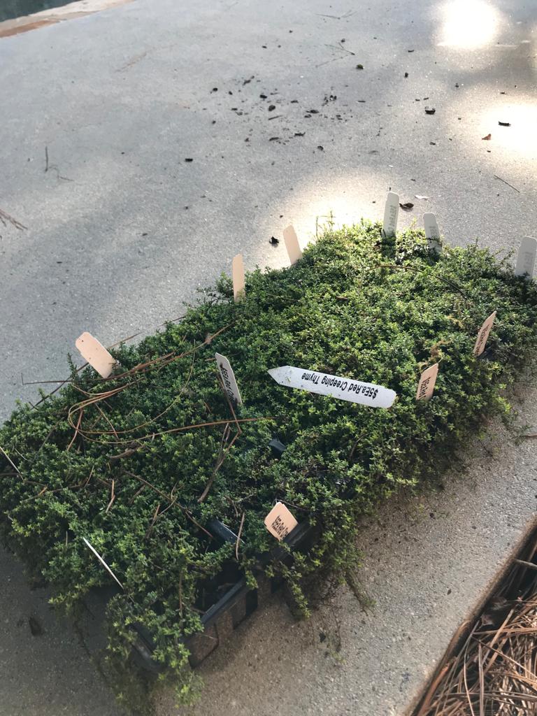 Cup Creeping Thyme by Flats Installation /Plantings/