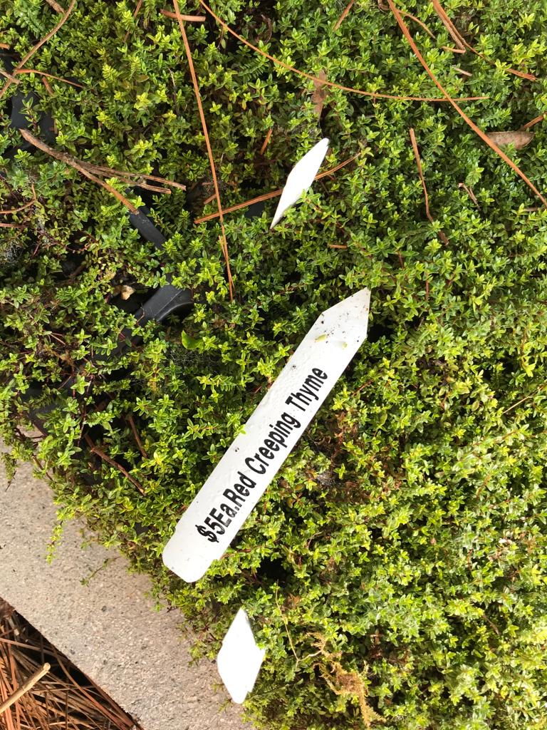 Cup Creeping Thyme by Flats Installation /Plantings/