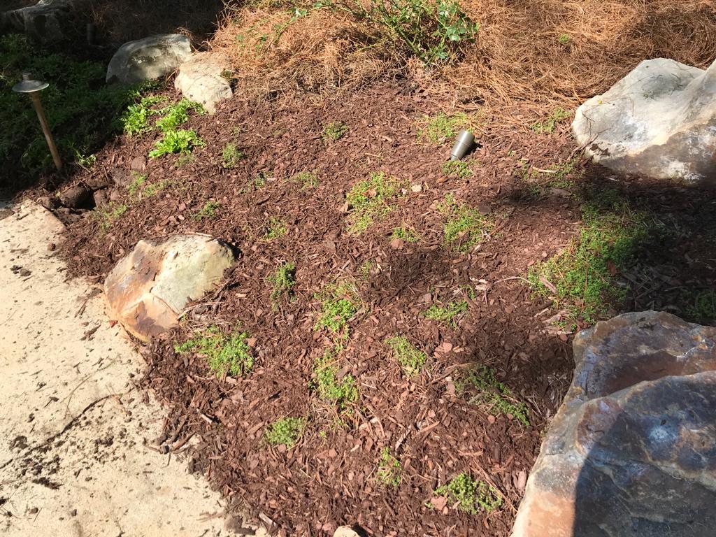 Cup Creeping Thyme by Flats Installation /Plantings/