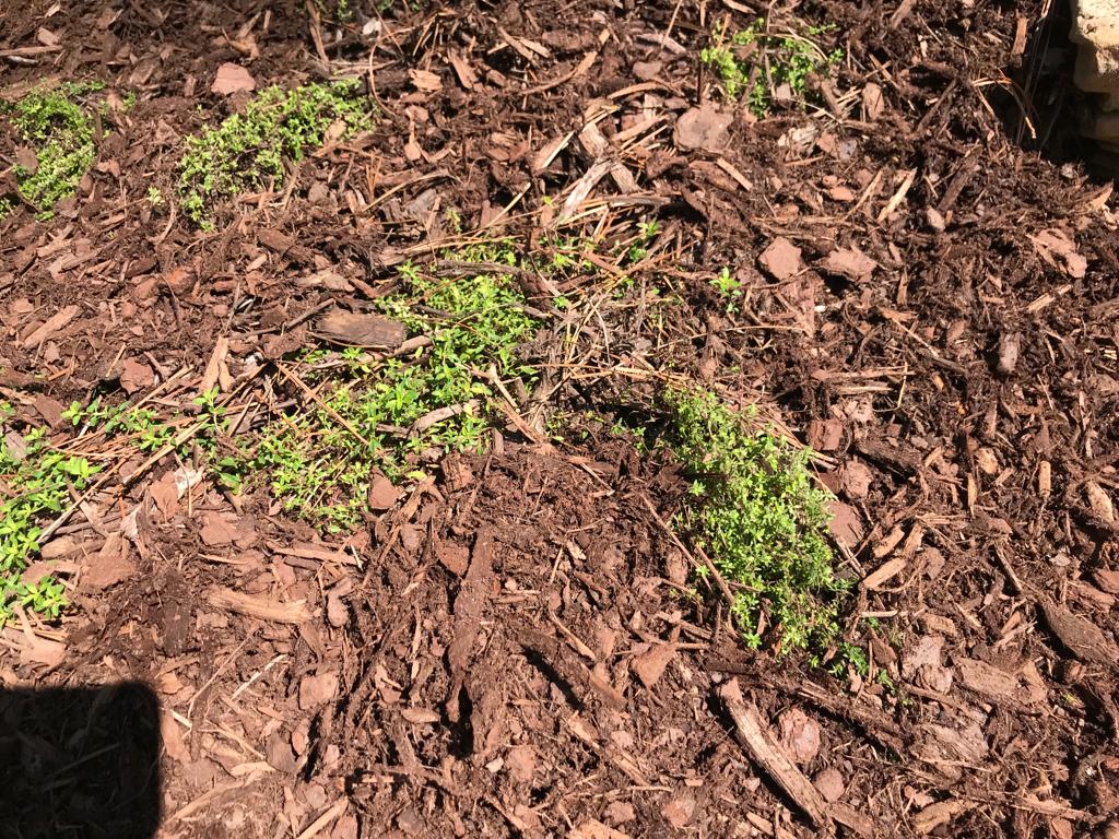 Cup Creeping Thyme by Flats Installation /Plantings/
