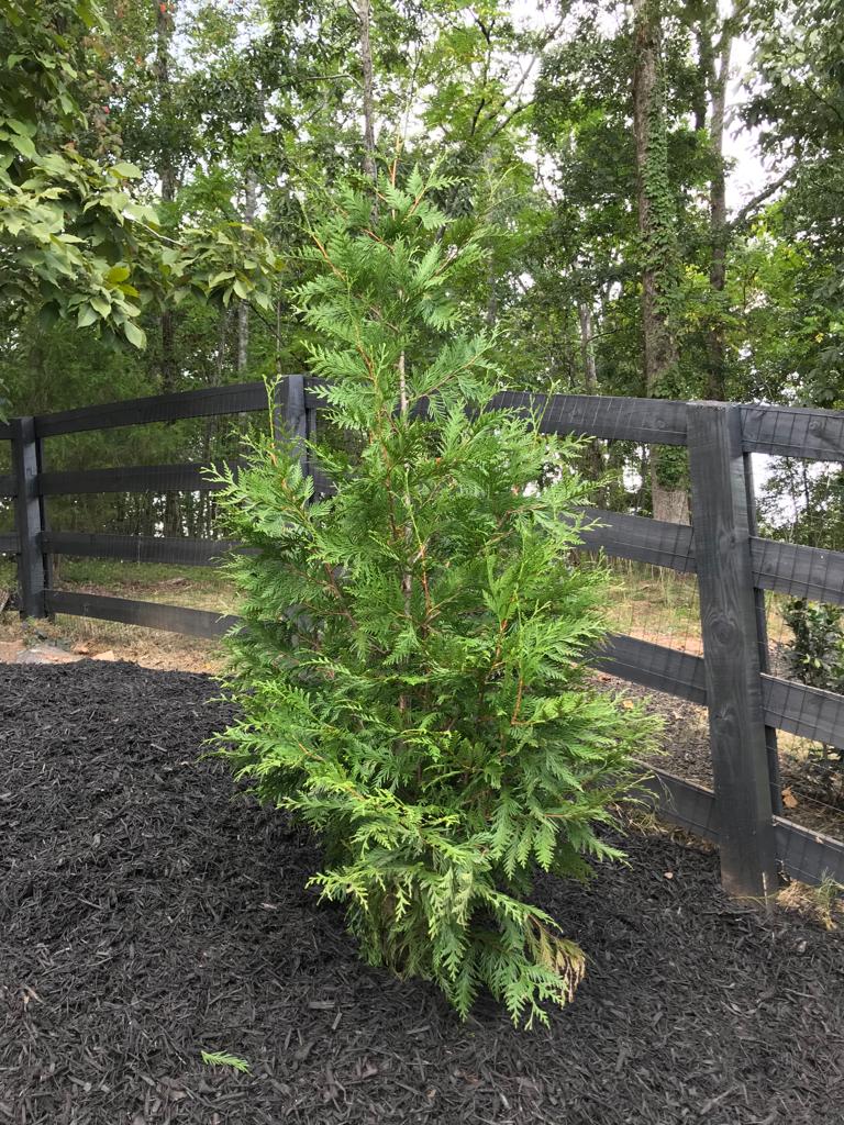 GREEN GIANT ARBORVITAE 15 Gallon Installation/Tree