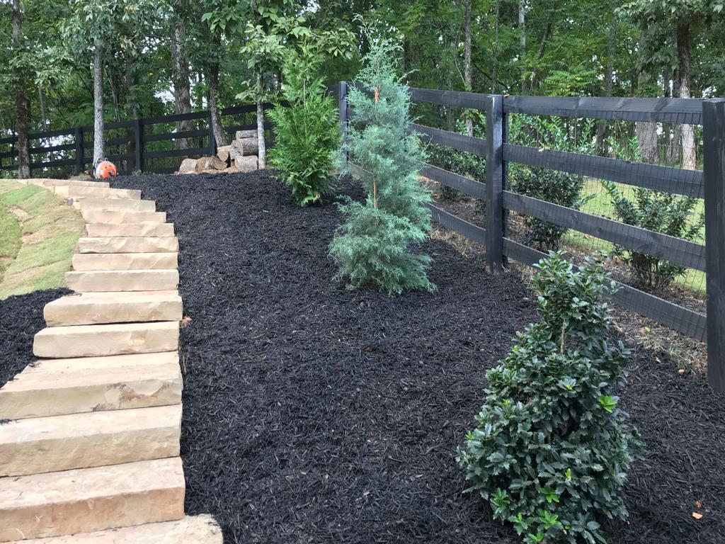 GREEN GIANT ARBORVITAE 15 Gallon Installation/Tree