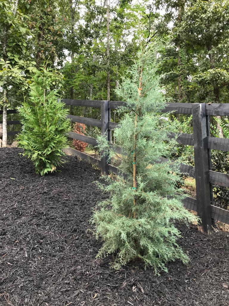 GREEN GIANT ARBORVITAE 15 Gallon Installation/Tree