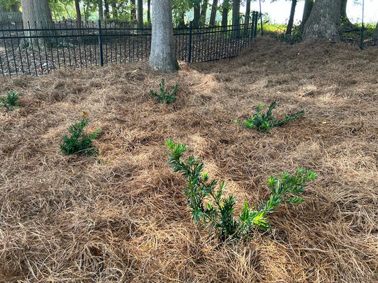 3Gal Pringle's Dwarf Podocarpus Installation/Plantings