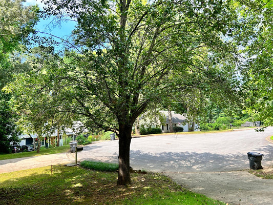 Cut Medium Tree with plenty of Foliage Landscapes/Maintenance/Tree/Cut Down/Medium