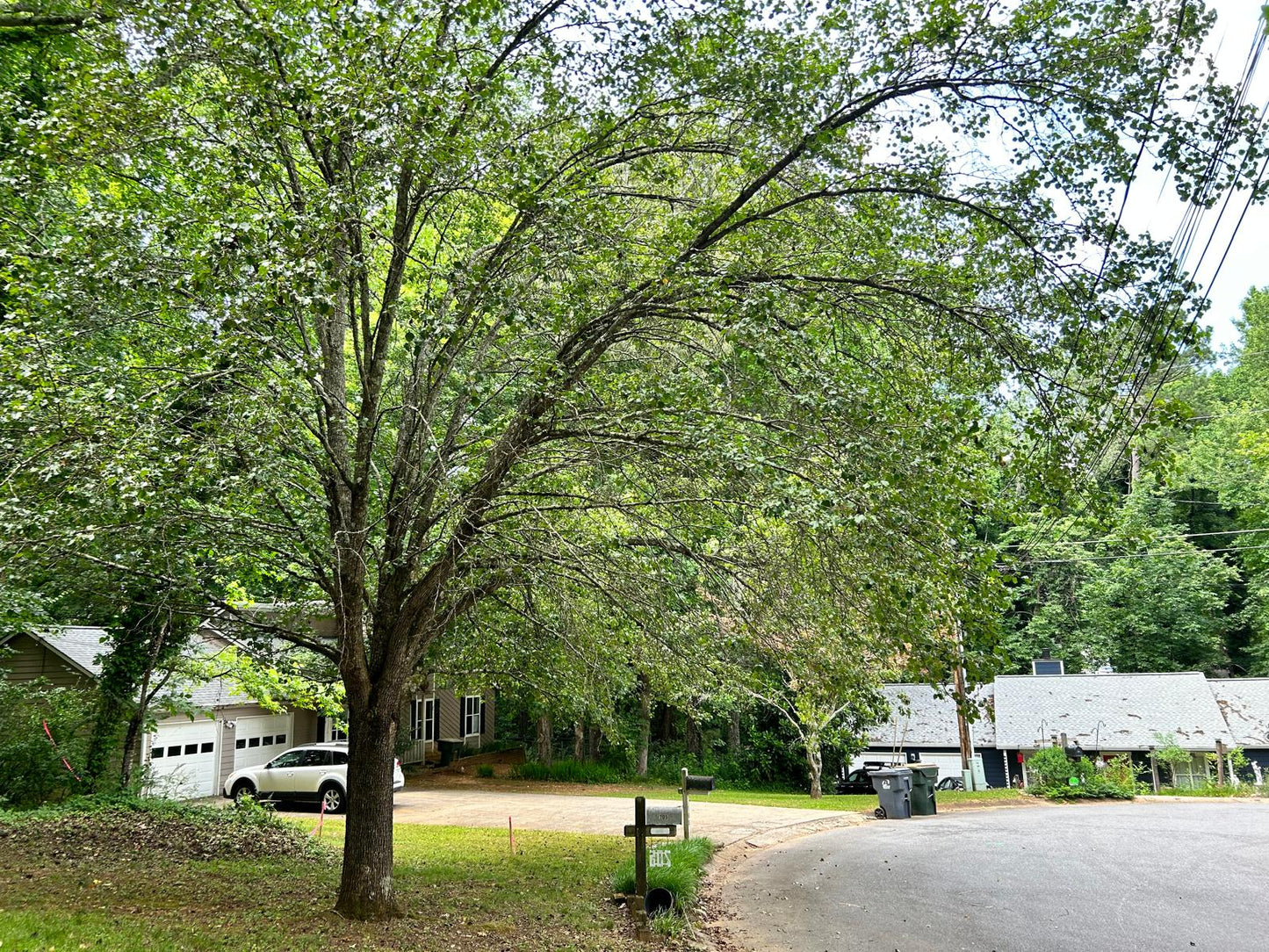 Cut medium tree branches only 50% Landscapes/Maintenance/Tree/Cut Down/Medium