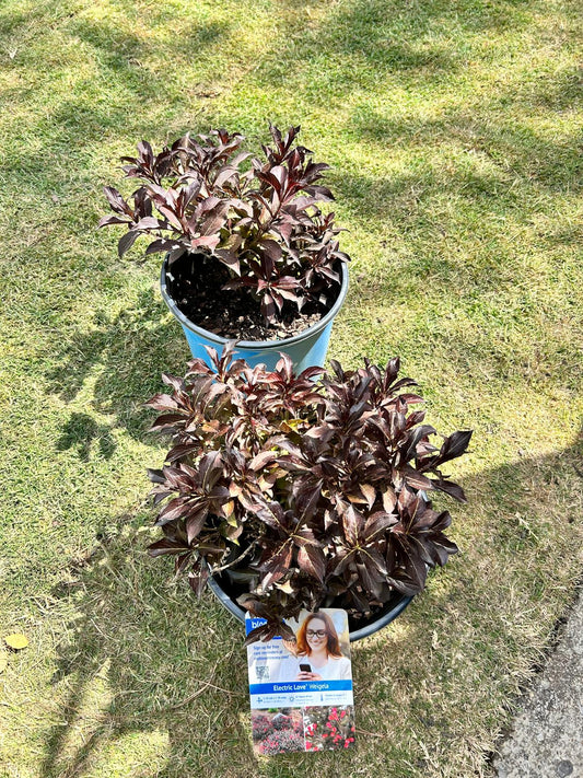 Electric Love Weigela Installation/Plantings