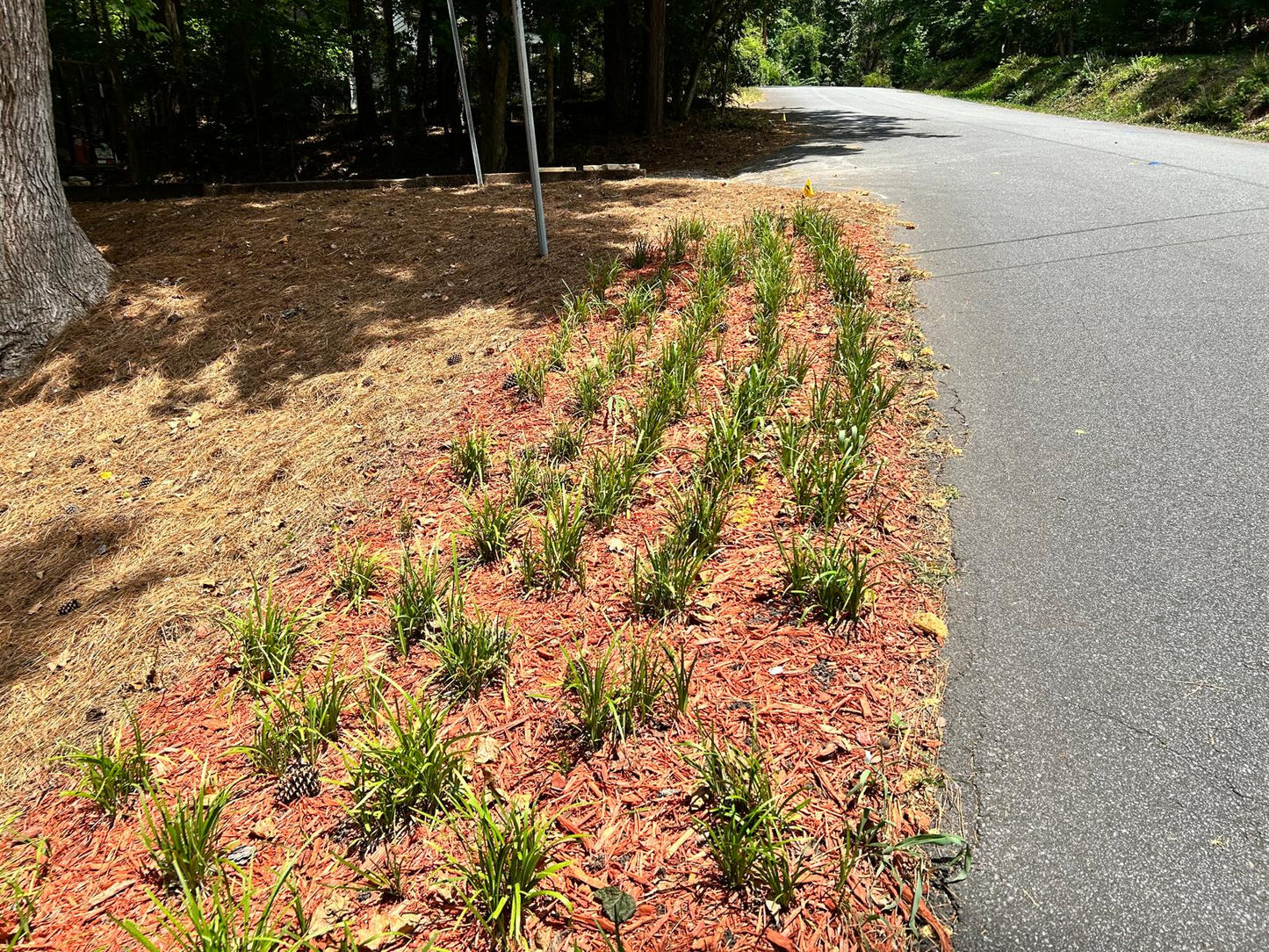 Red Hardwood Mulch Installation /Hardwood mulch