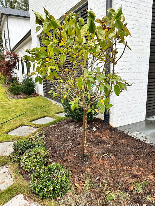 Panicle Hydrangea Installation /Tree