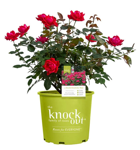 Double Knock Out Rose 3 Gallon Installation/Plantings