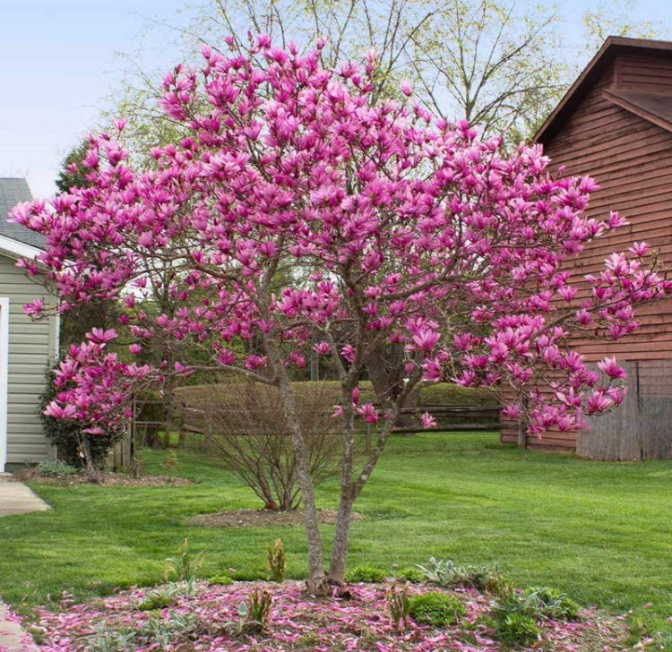 Jane Magnolia 15 Gallon  Installation/Tree