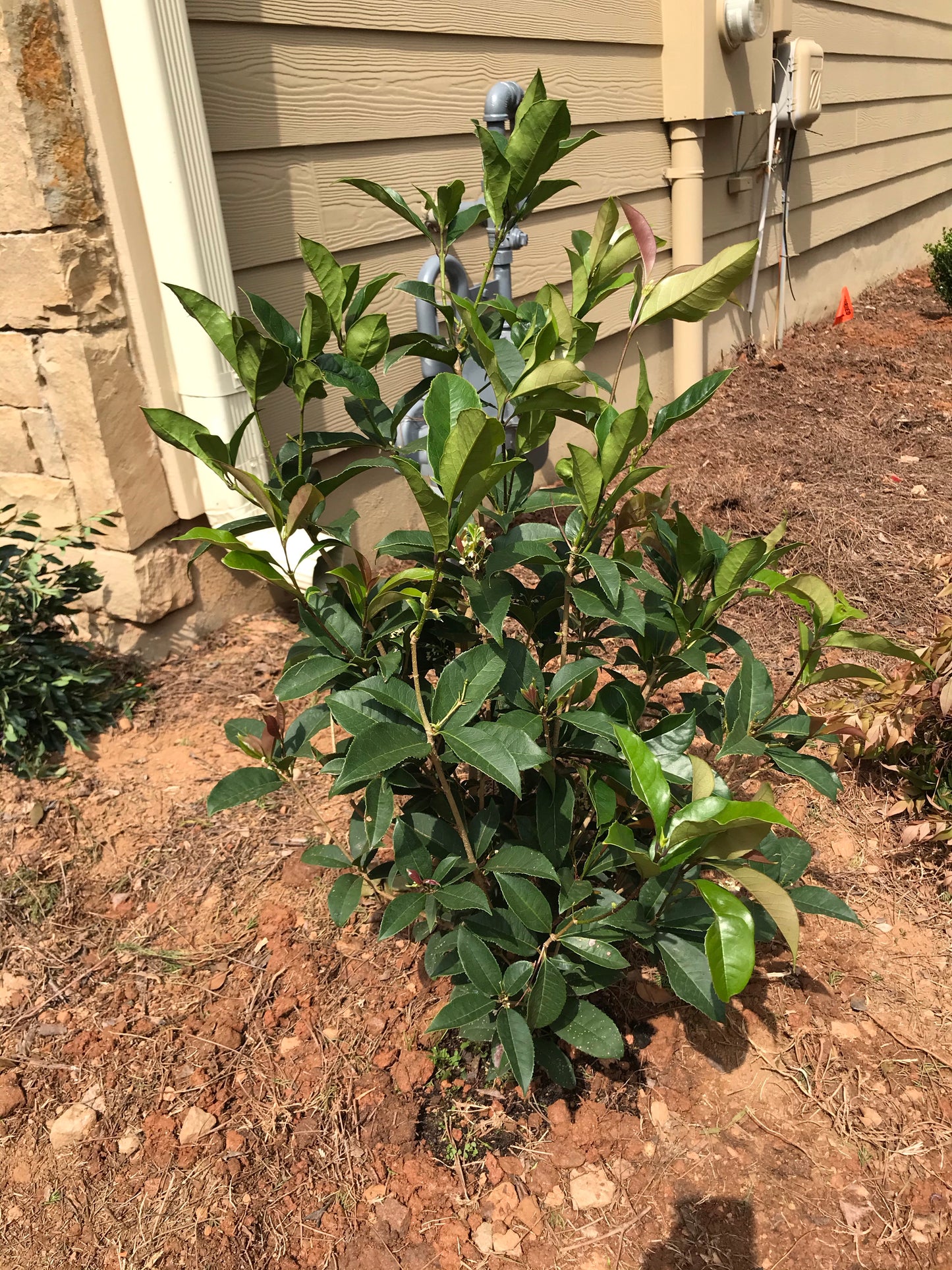 Fragrant Tea Olive Tree 7GAL Installation/Plantings