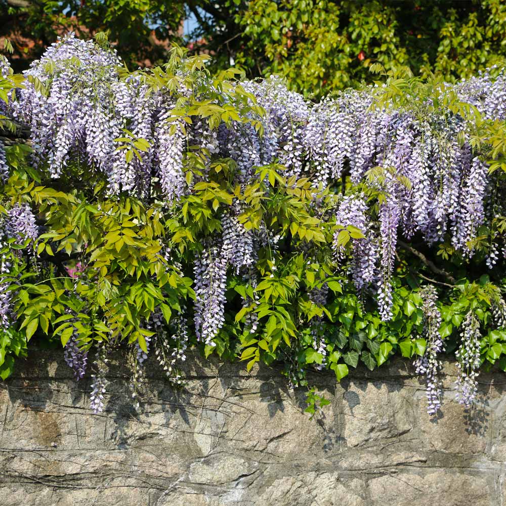 Amethyst Falls Wisteria Vine 3 Gallon Installation/Plantings