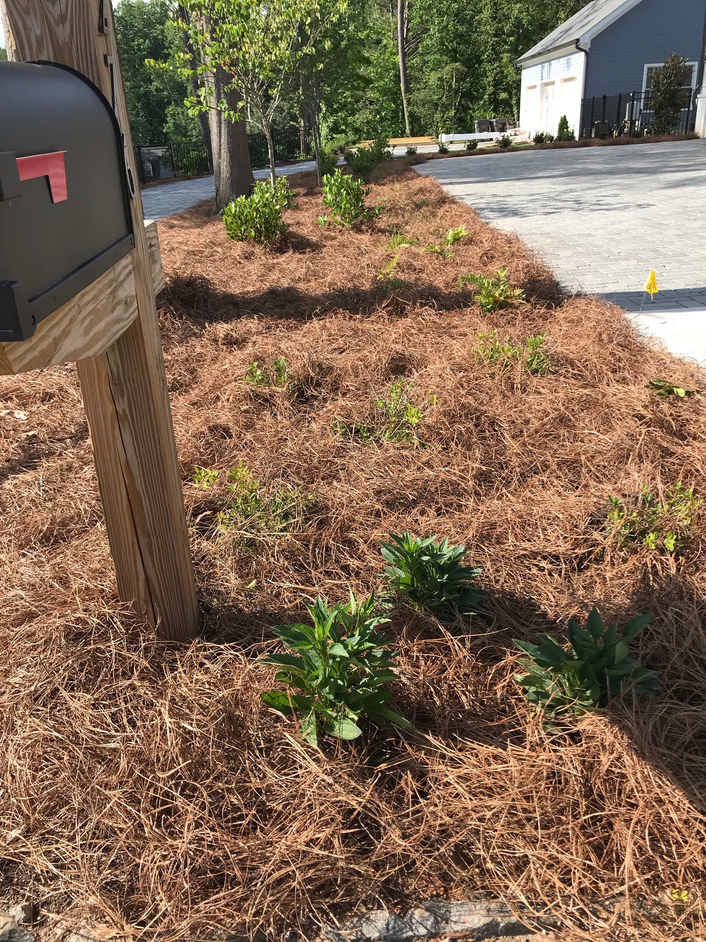 Black Susan Flower 1 to 3 Gallon Installation/Plantings