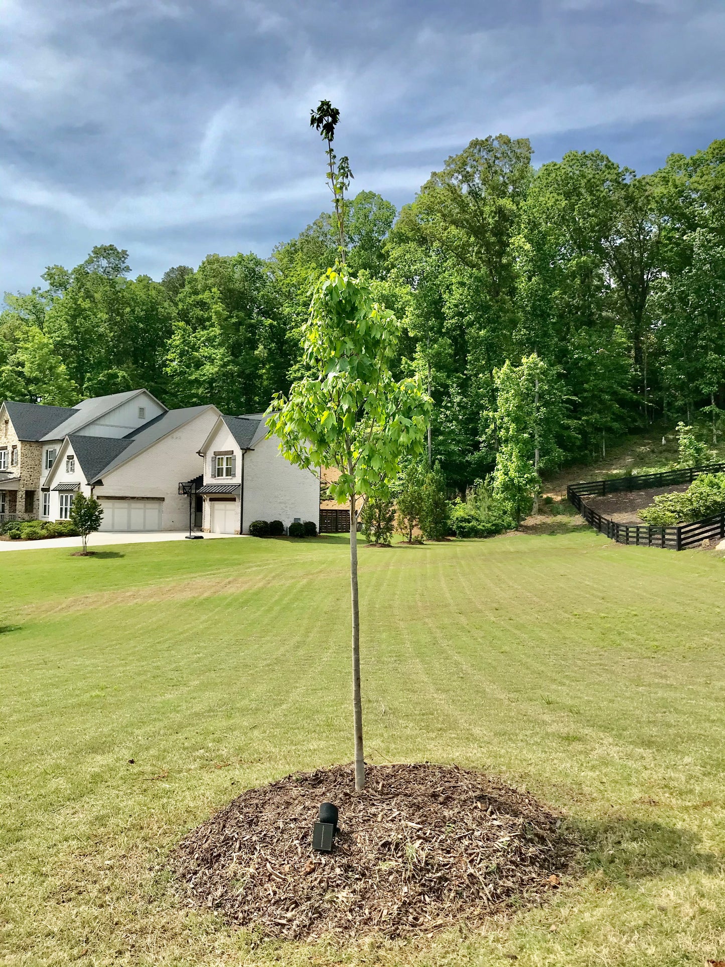 Glory Red Maple 2 inch Installation/Tree