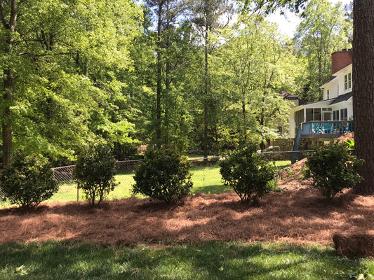 Ligustrum Japonicum Japanese 6 ft. Height Ball Installation/Tree