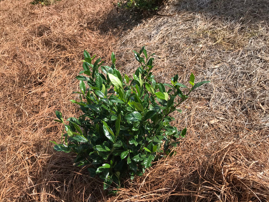 August Beauty Gardenia 1 to 3 Gallon Installation/Plantings
