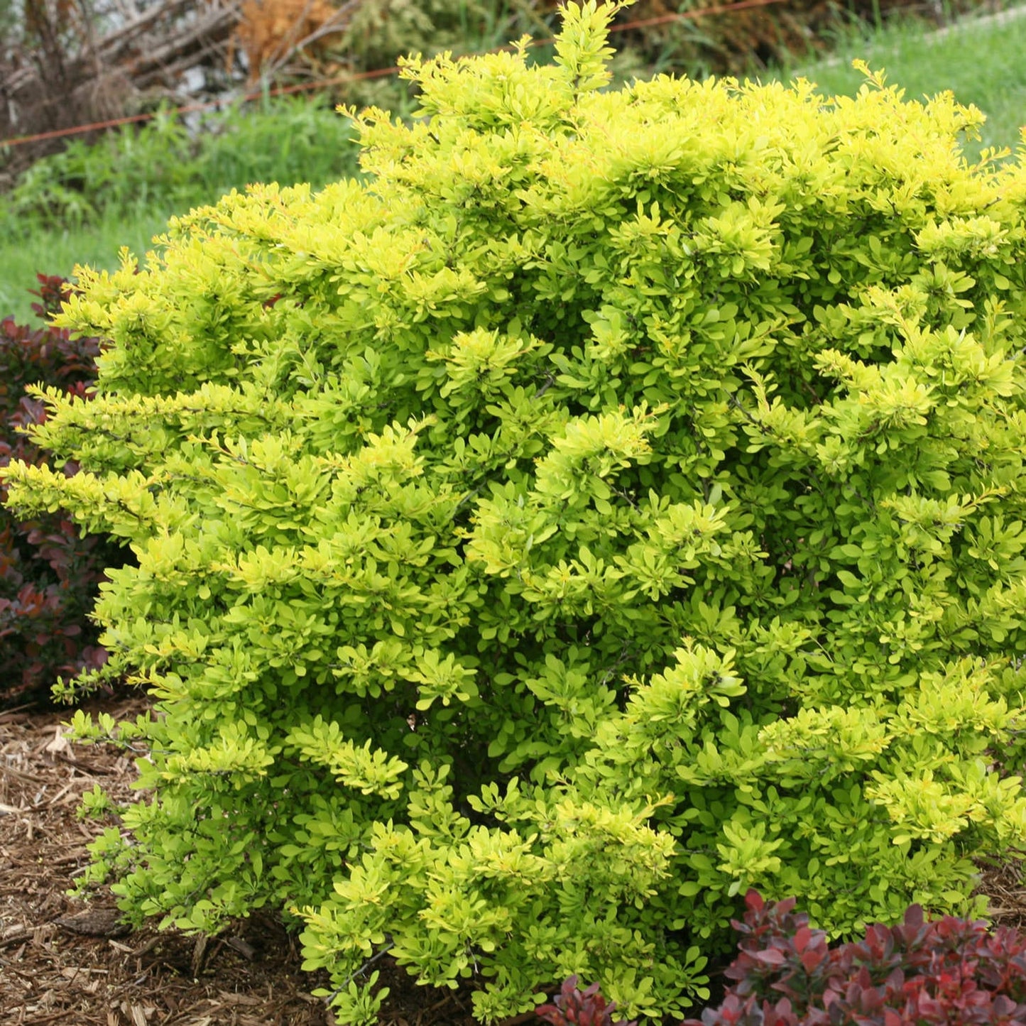 Barberry Shrub 3 Gallon Installation/Plantings