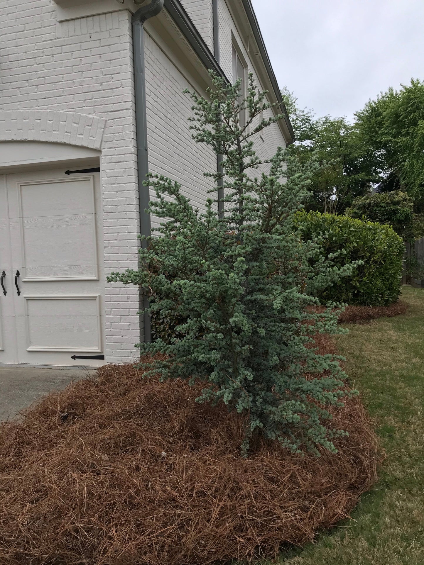 BLUE Atlas Cedar 3 Gallon  Installation/Tree