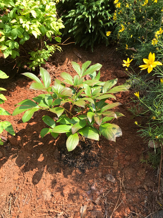 Peony 1 to 3 Gallon Installation/Plantings