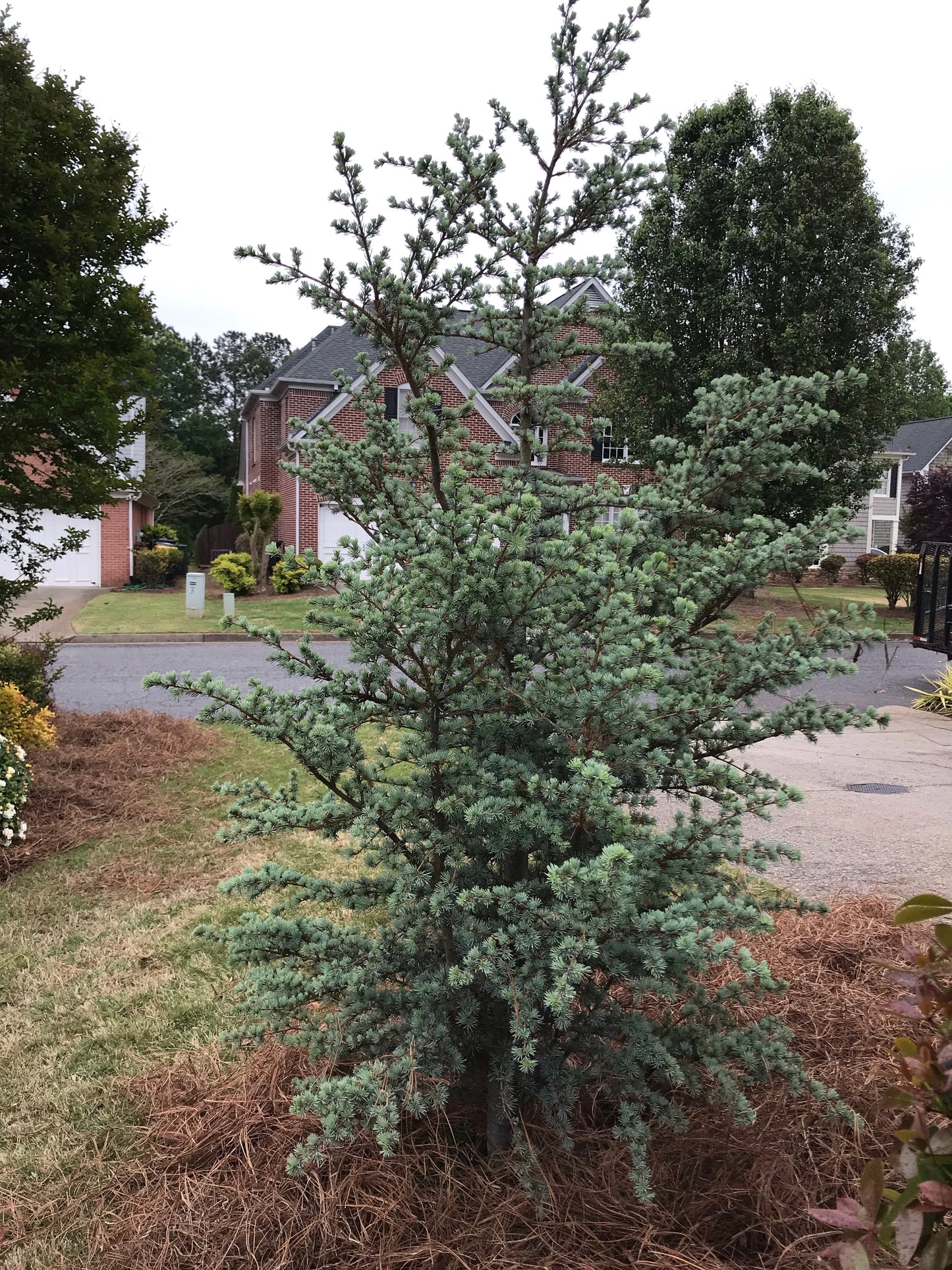 BLUE Atlas Cedar 3 Gallon  Installation/Tree