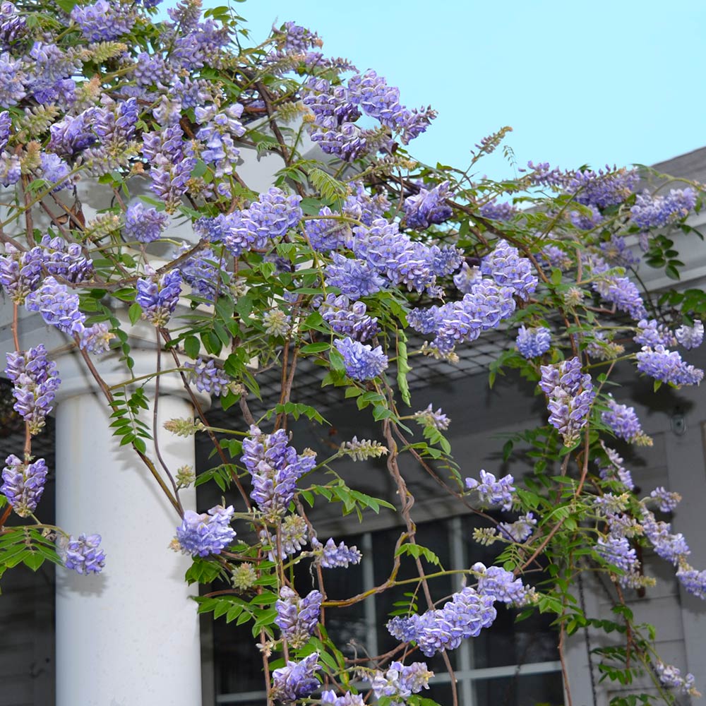 Amethyst Falls Wisteria Vine 3 Gallon Installation/Plantings