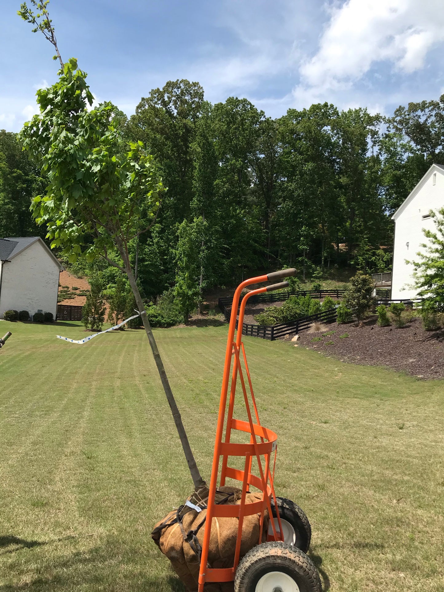 Glory Red Maple 2 inch Installation/Tree