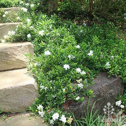 Creeping Gardenia 5 to 3 Gallon Installation/Plantings