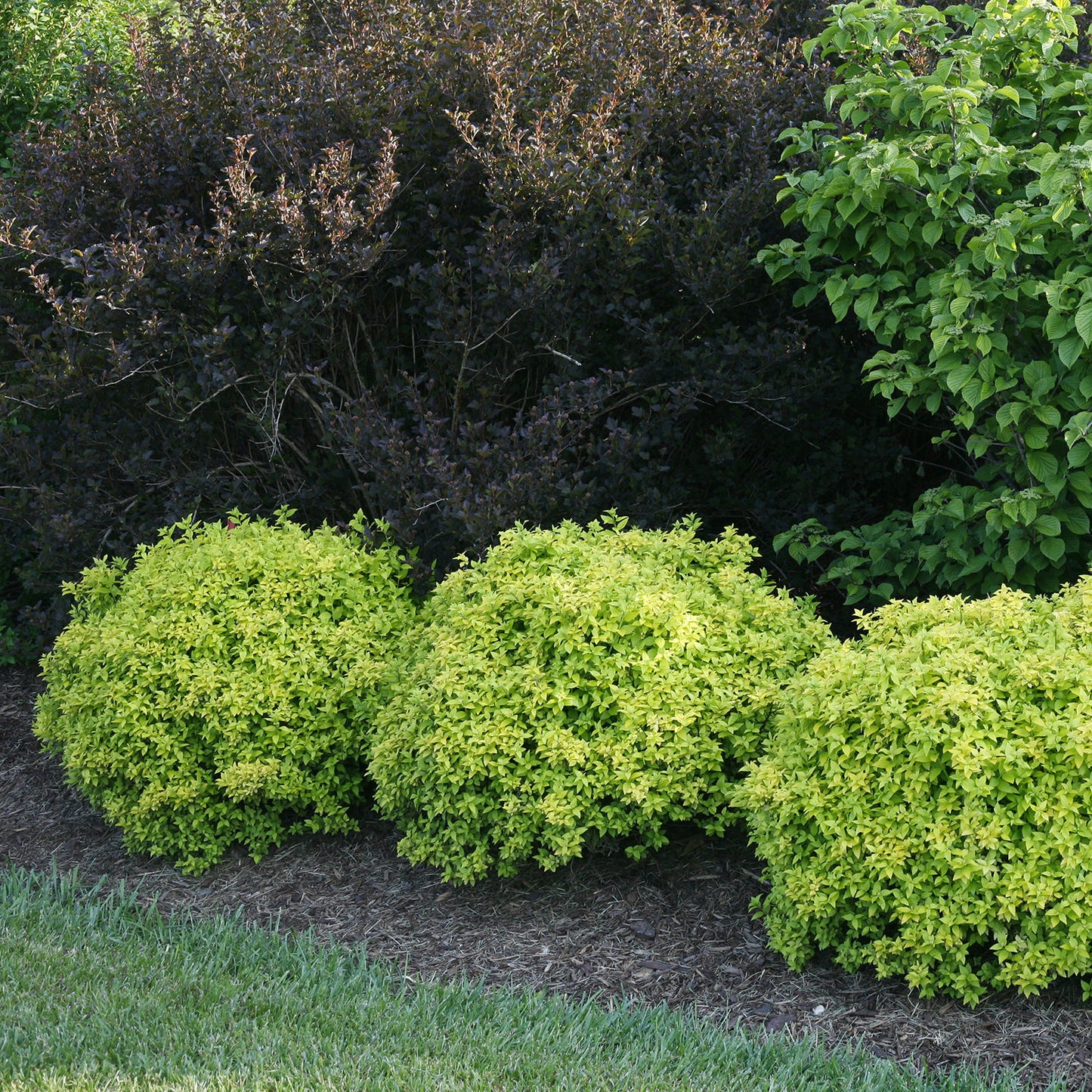 Barberry Shrub 3 Gallon Installation/Plantings