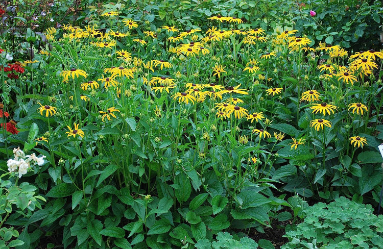 Black Susan Flower 1 to 3 Gallon Installation/Plantings